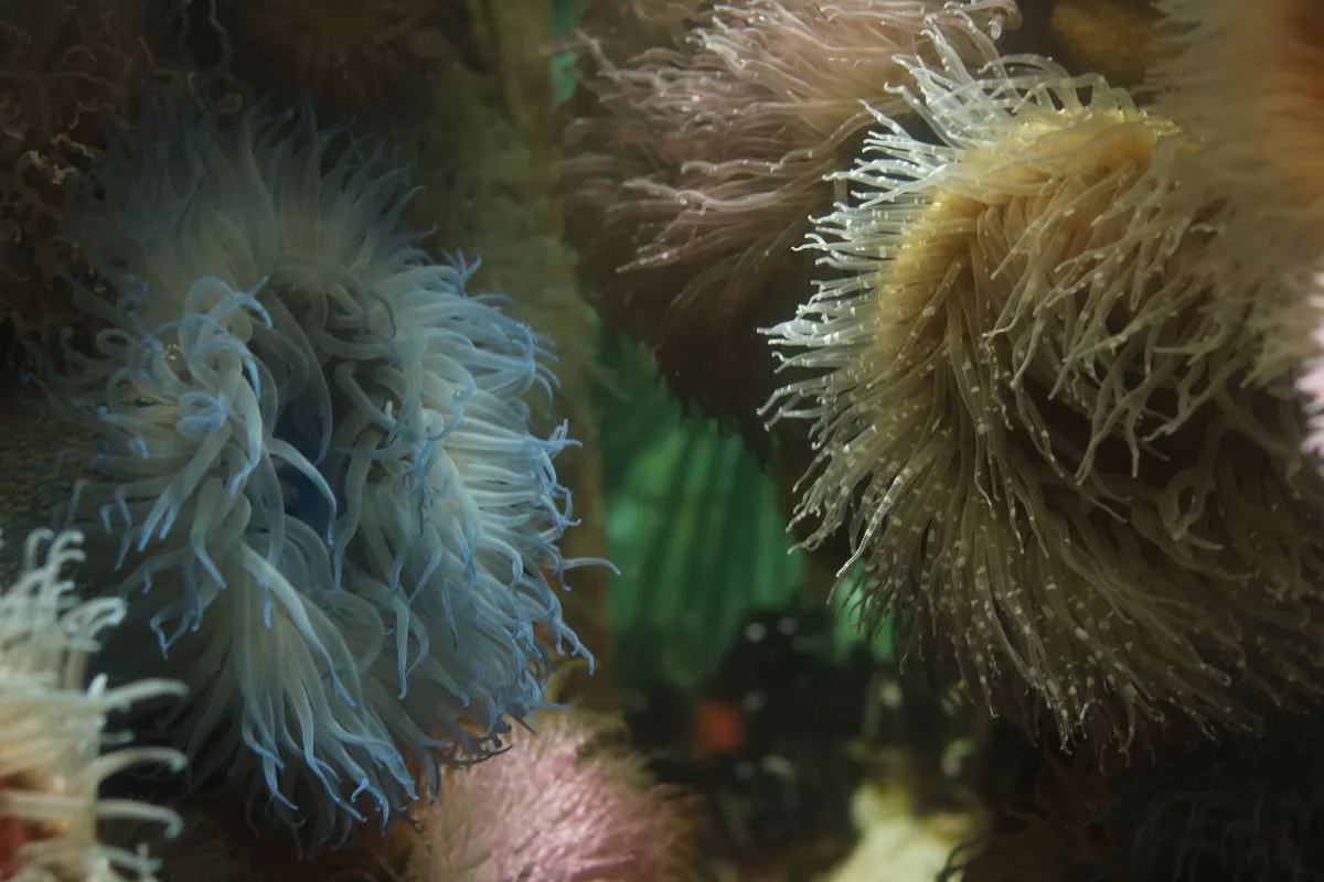 coral aggression — coral tentacles