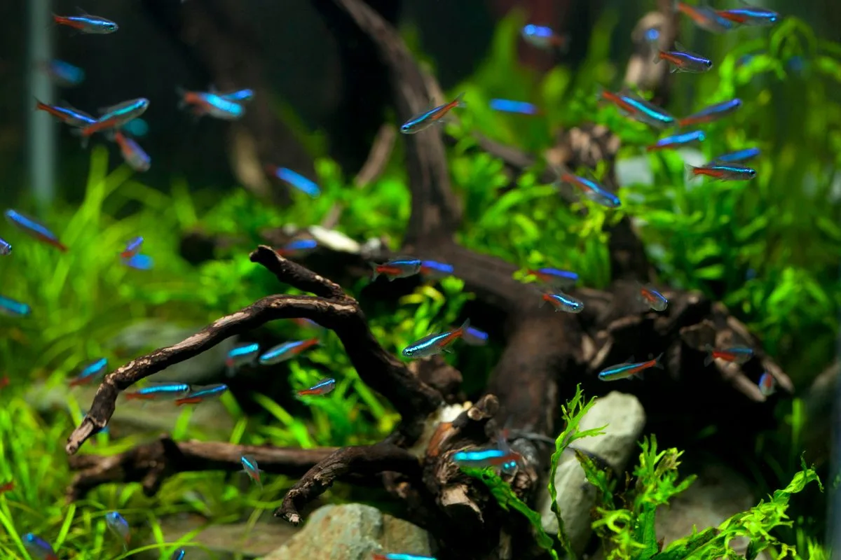 best nano protein skimmer — aquarium equipment