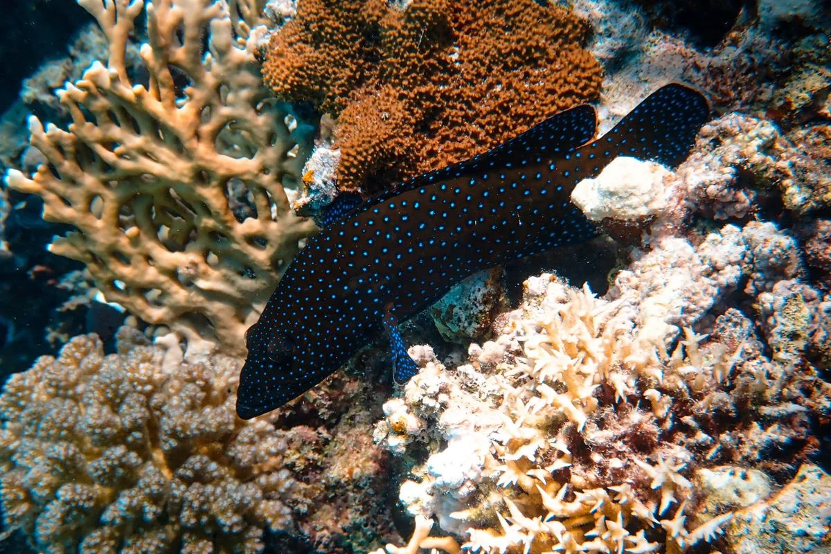 how to frag coral — coral garden