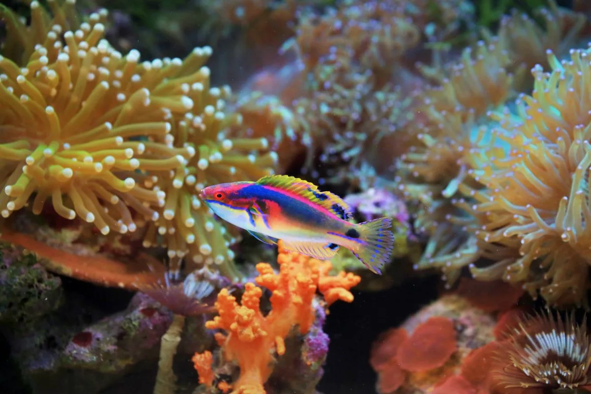 reef tank temperature — aquarium equipment
