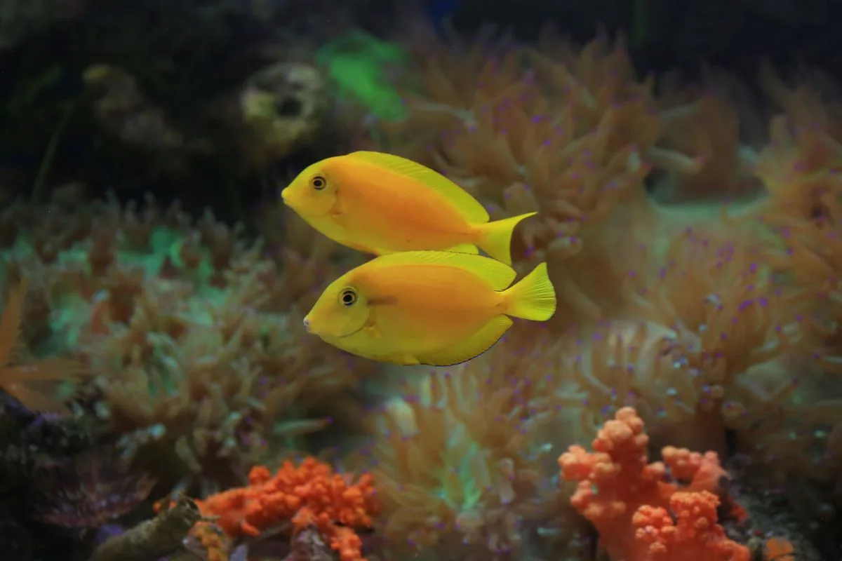 tangs reef tank — yellow tang