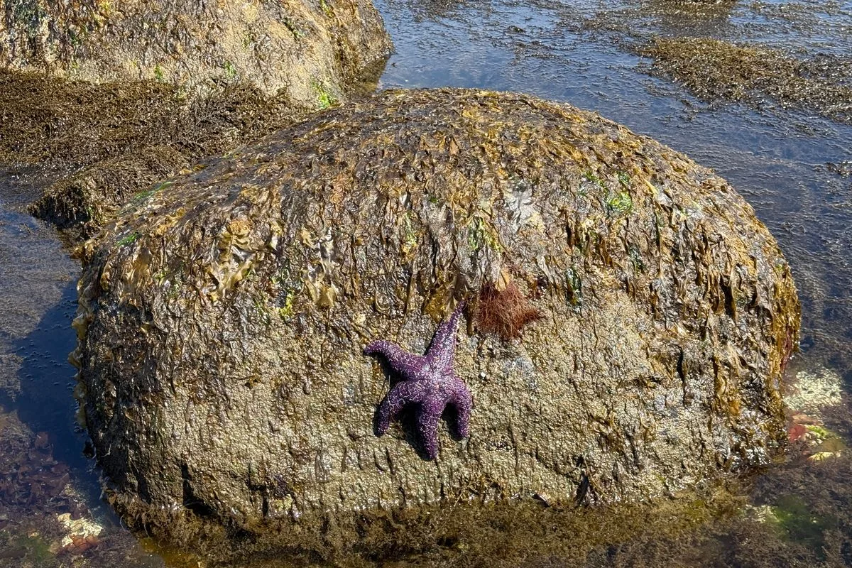 reef invertebrates — sea urchin