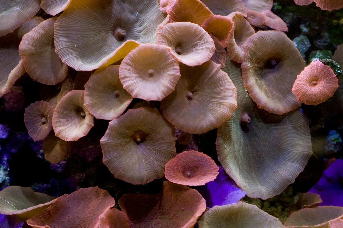 mushroom coral care — discosoma