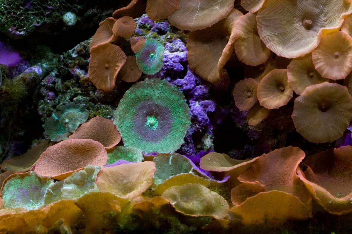 mushroom coral care — reef coral
