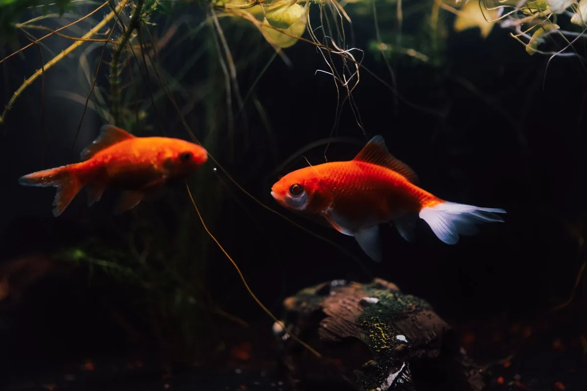 best reef starter kits — desktop aquarium