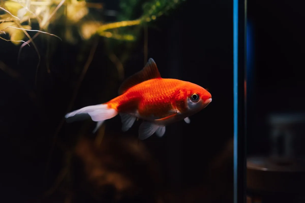 reef tank cost — aquarium setup cost
