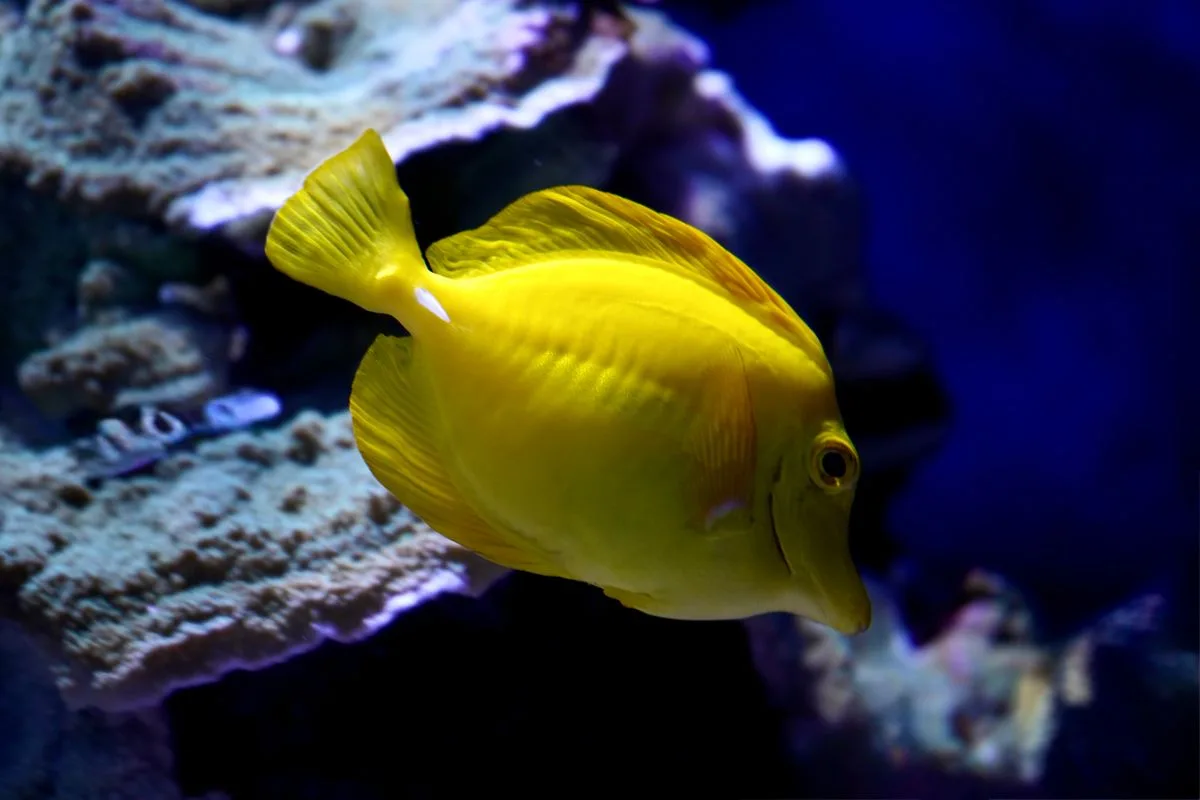 tangs reef tank — surgeonfish