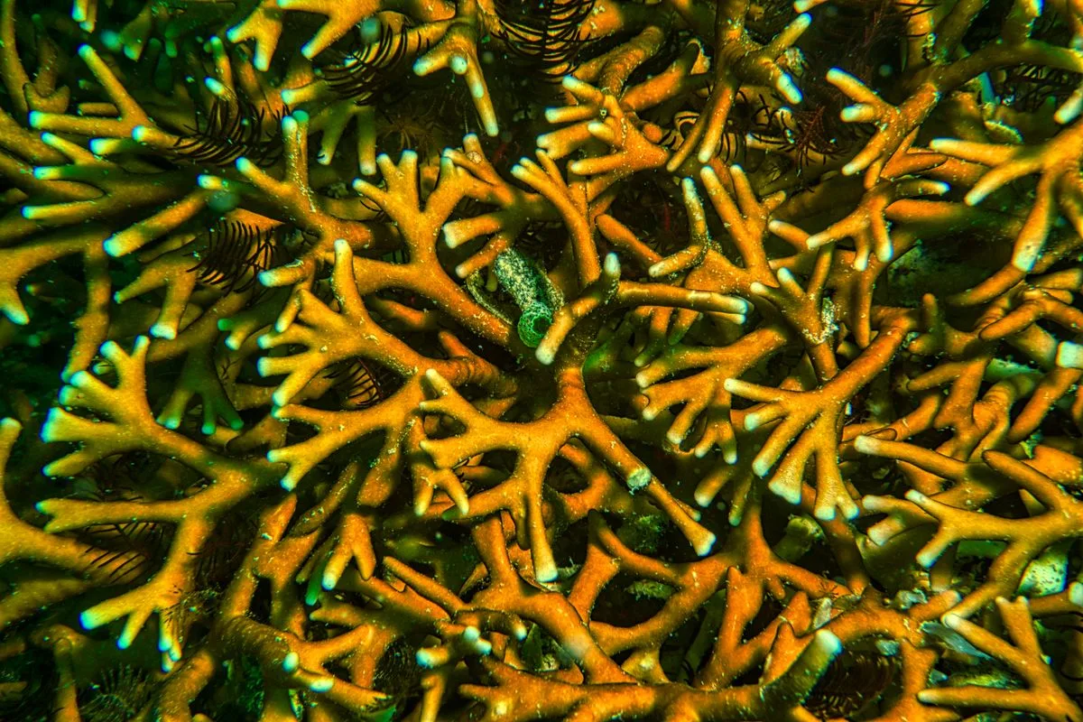 how to frag coral — coral cutting