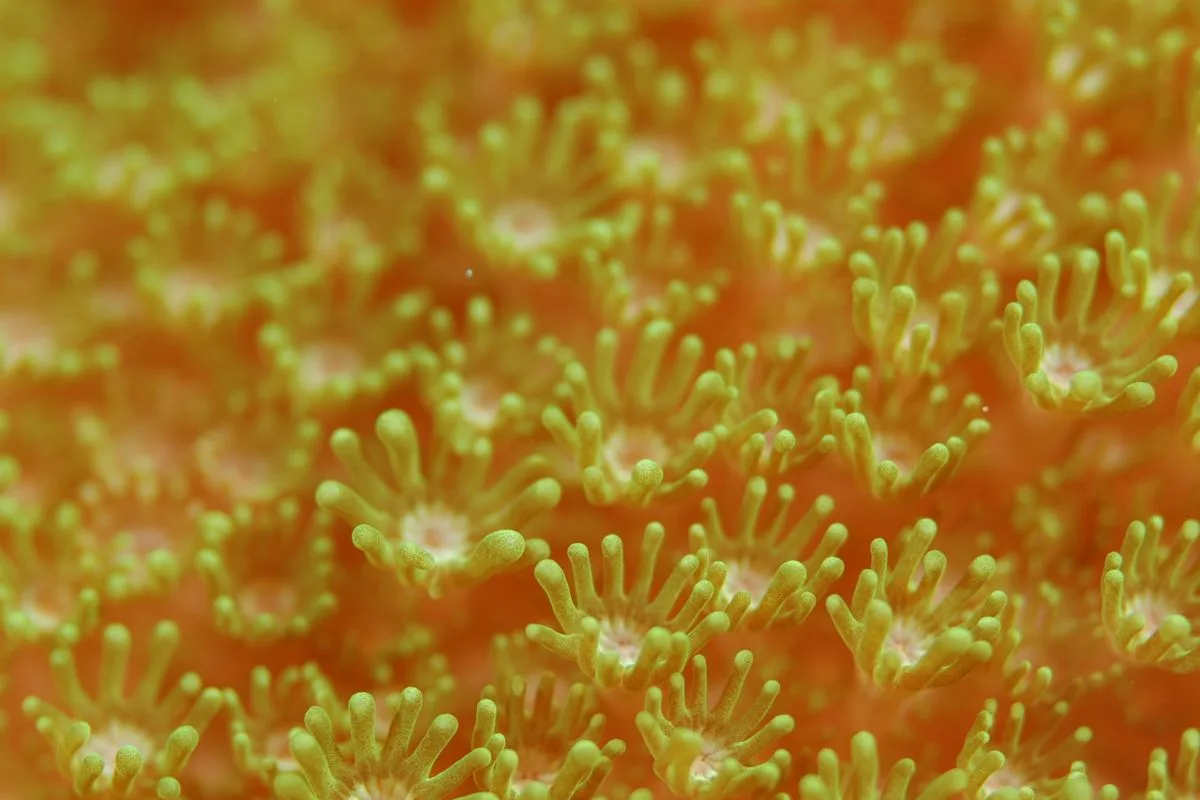 adding coral new reef — coral polyps