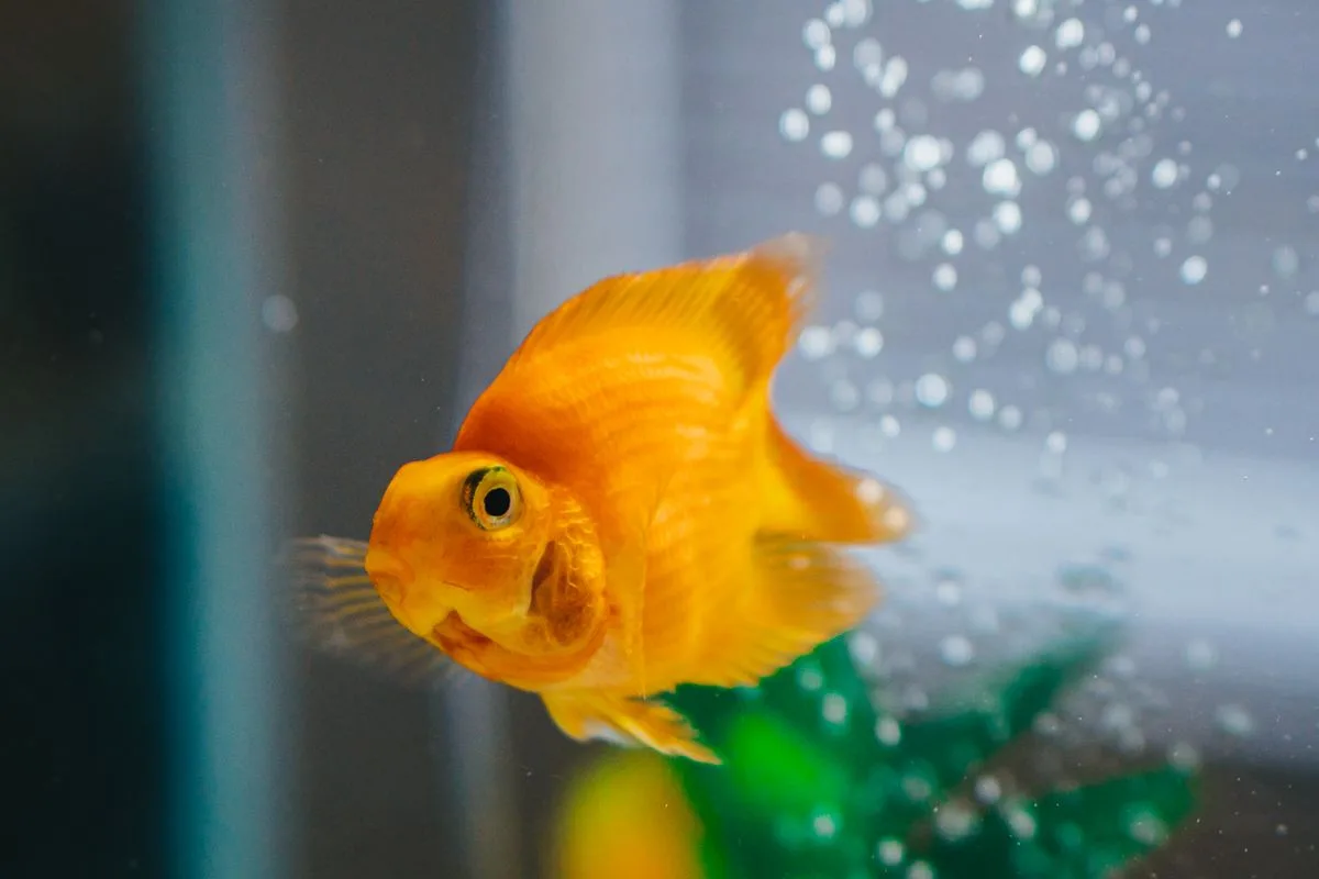 protein skimmer reef tank — aquarium bubbles