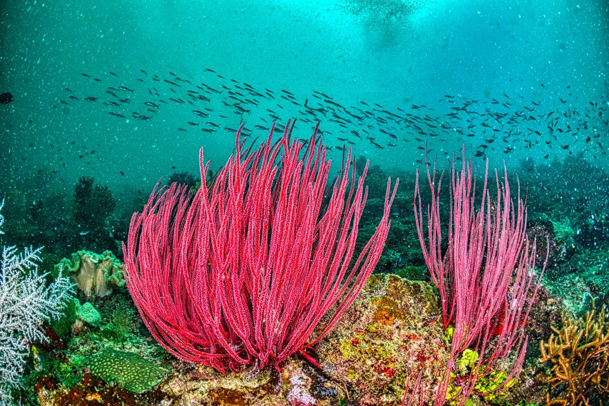 sick coral diagnosis — pale coral