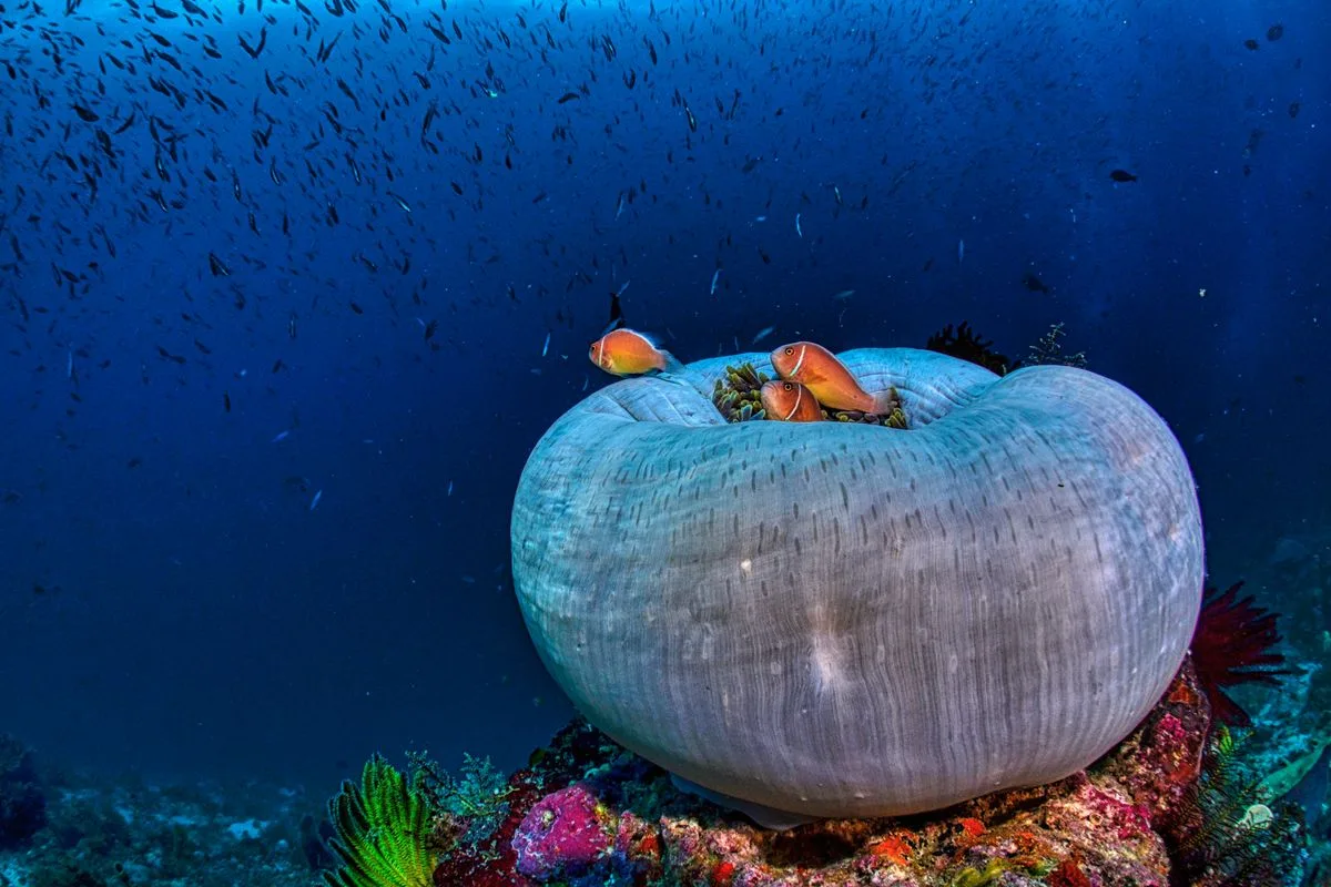 aiptasia removal — reef rock