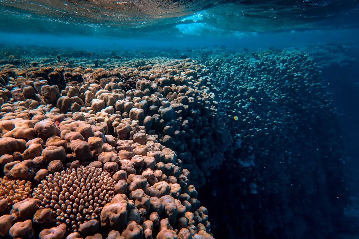 reef tank water flow — reef tank