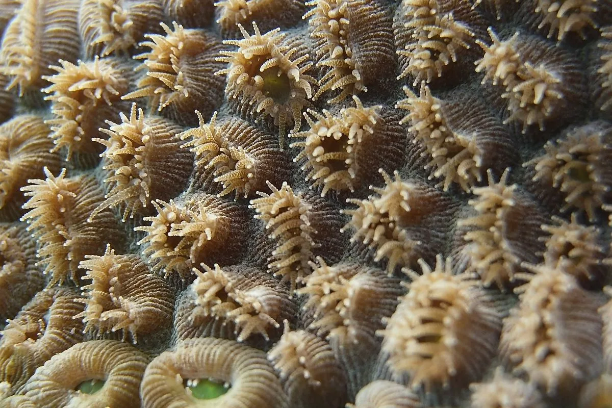 adding coral new reef — reef tank