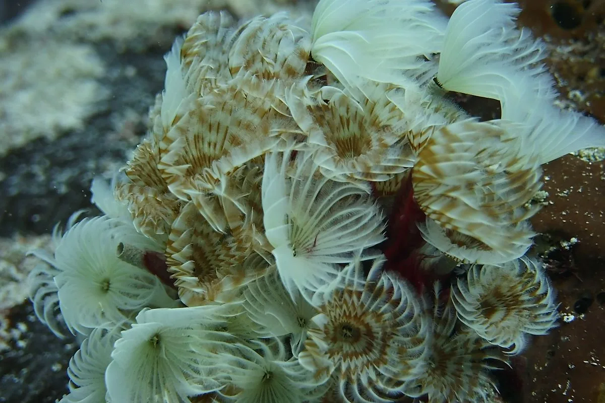 reef tank pests — reef tank pest