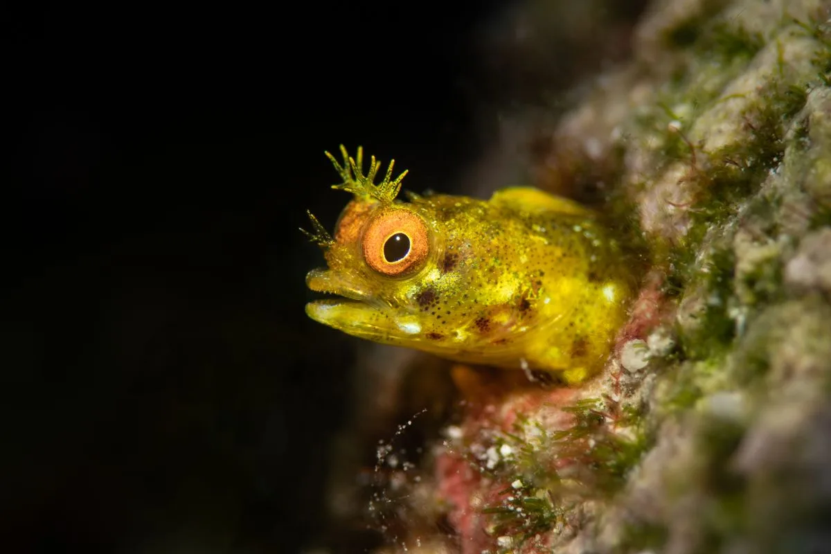gobies blennies reef — reef fish