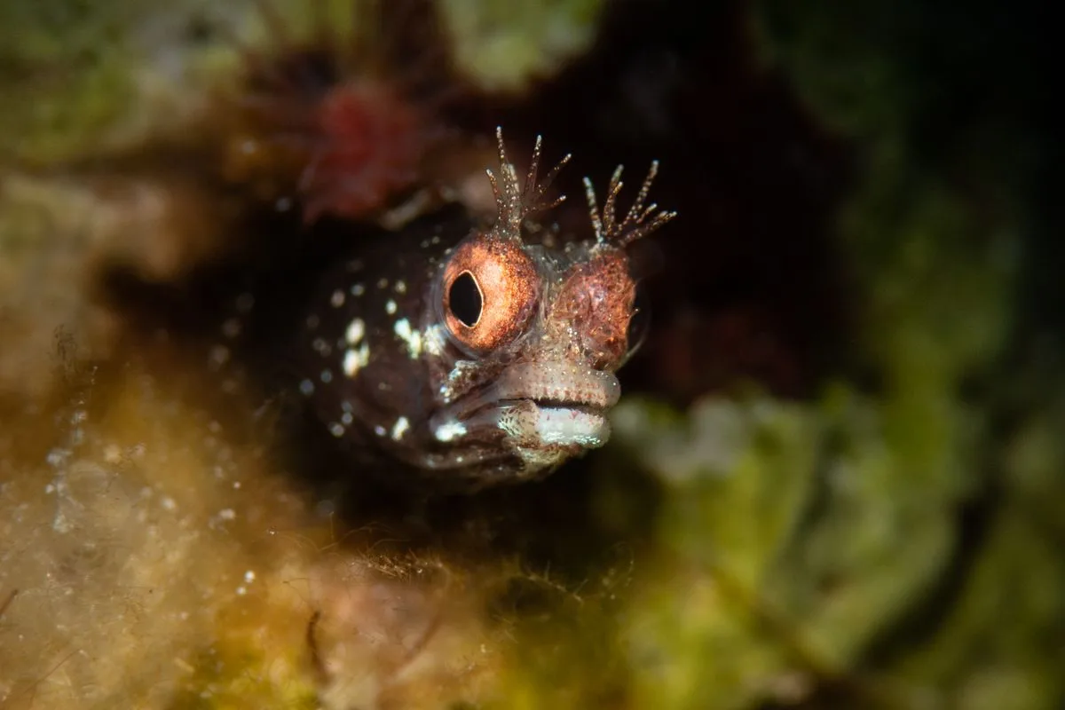 gobies blennies reef — blenny fish