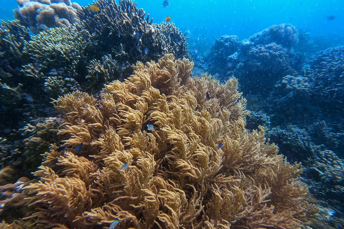 acropora sps care — sps coral