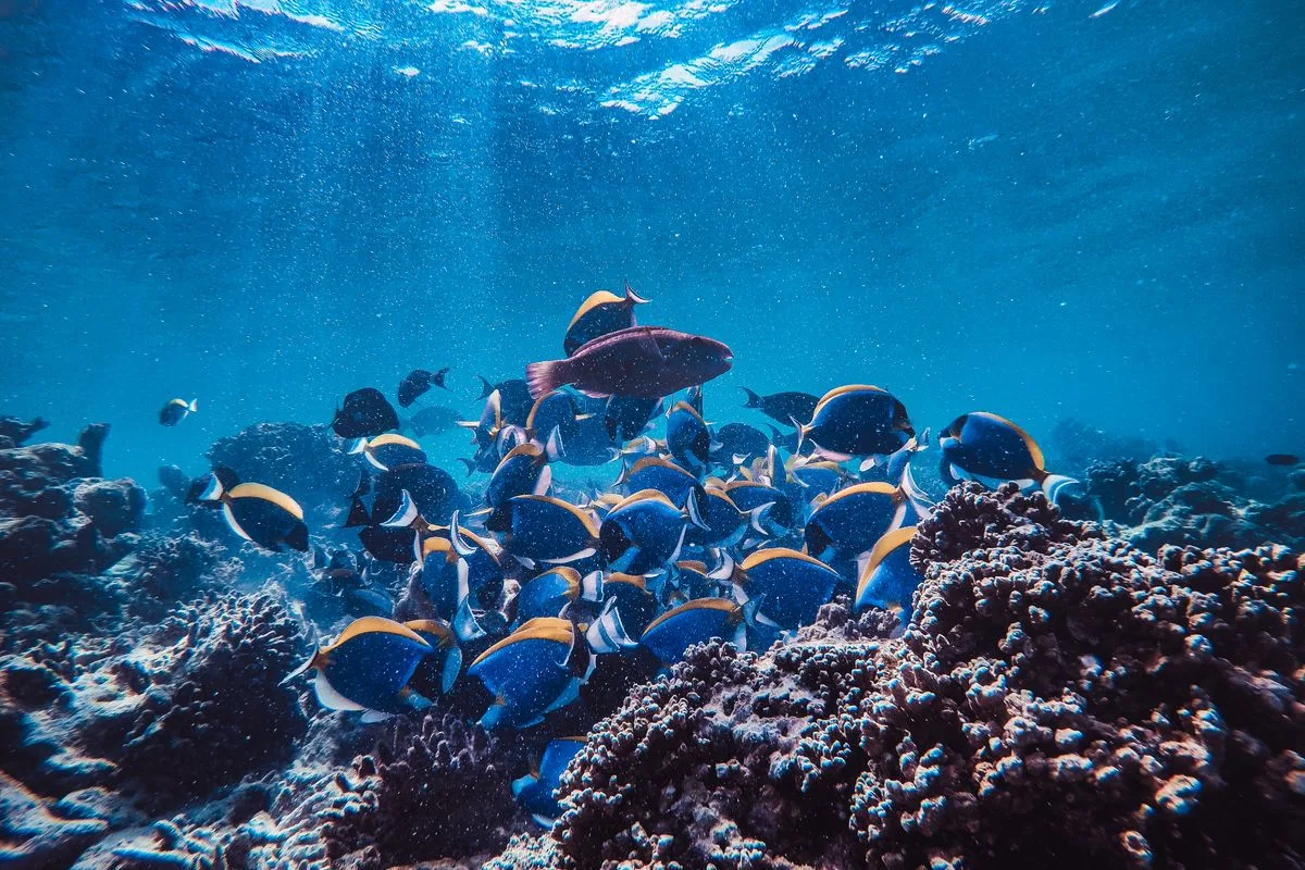 reef safe fish — marine aquarium