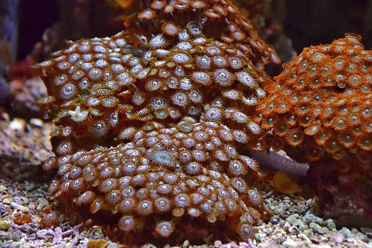 beginner corals — zoanthid coral