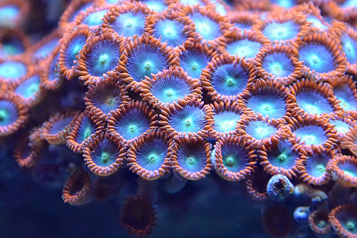 beginner corals — mushroom coral