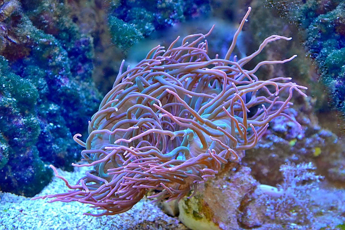 soft lps sps corals — lps coral