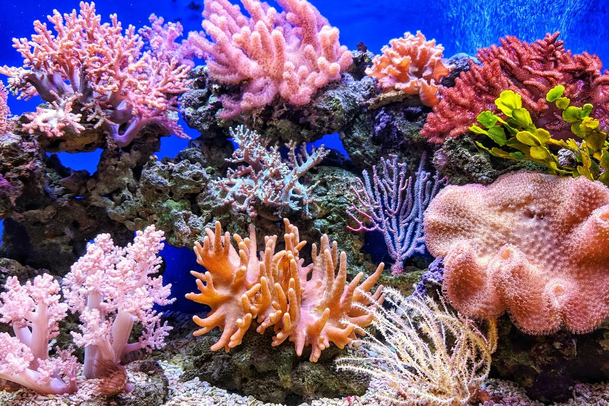 coral coloration — coral closeup