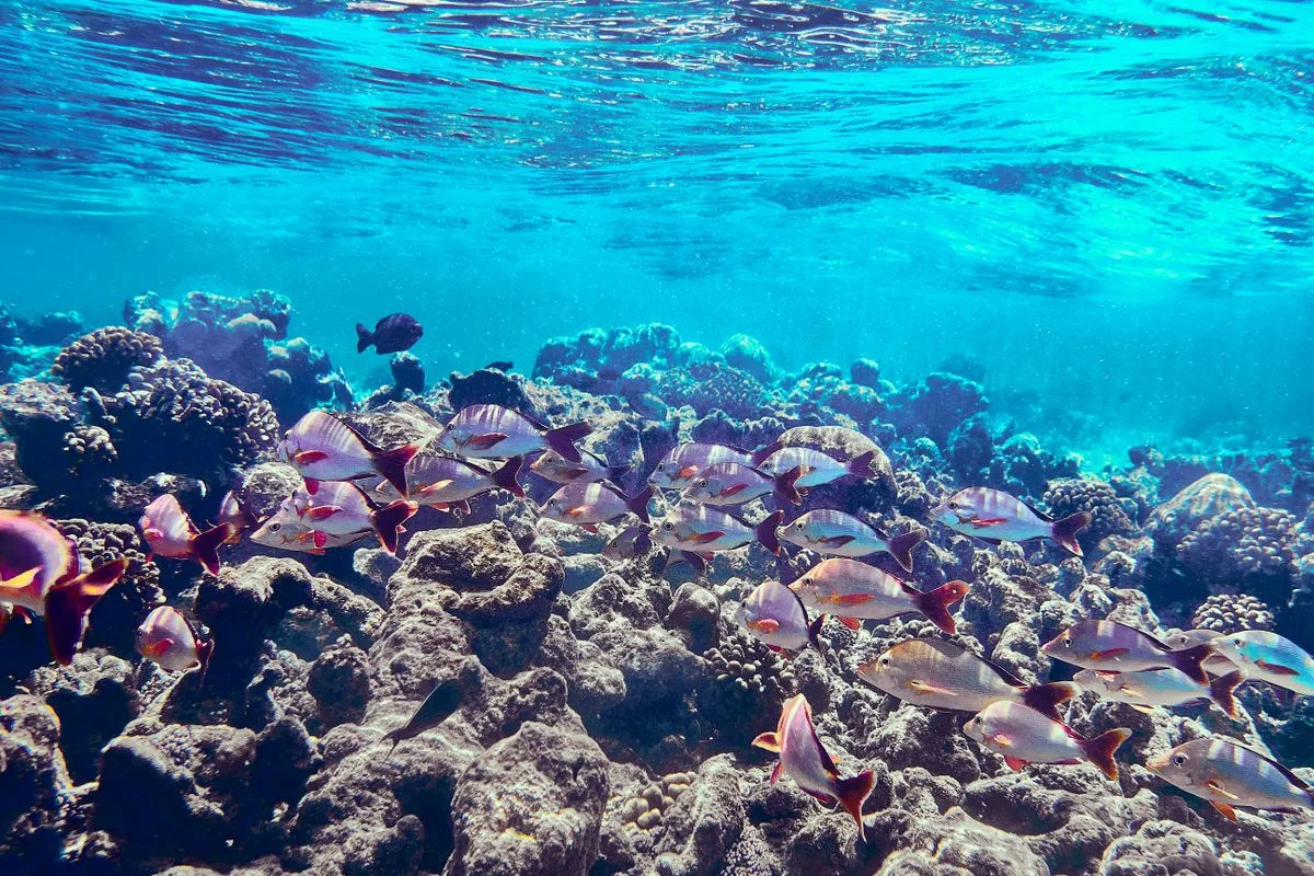 reef safe fish — coral reef fish