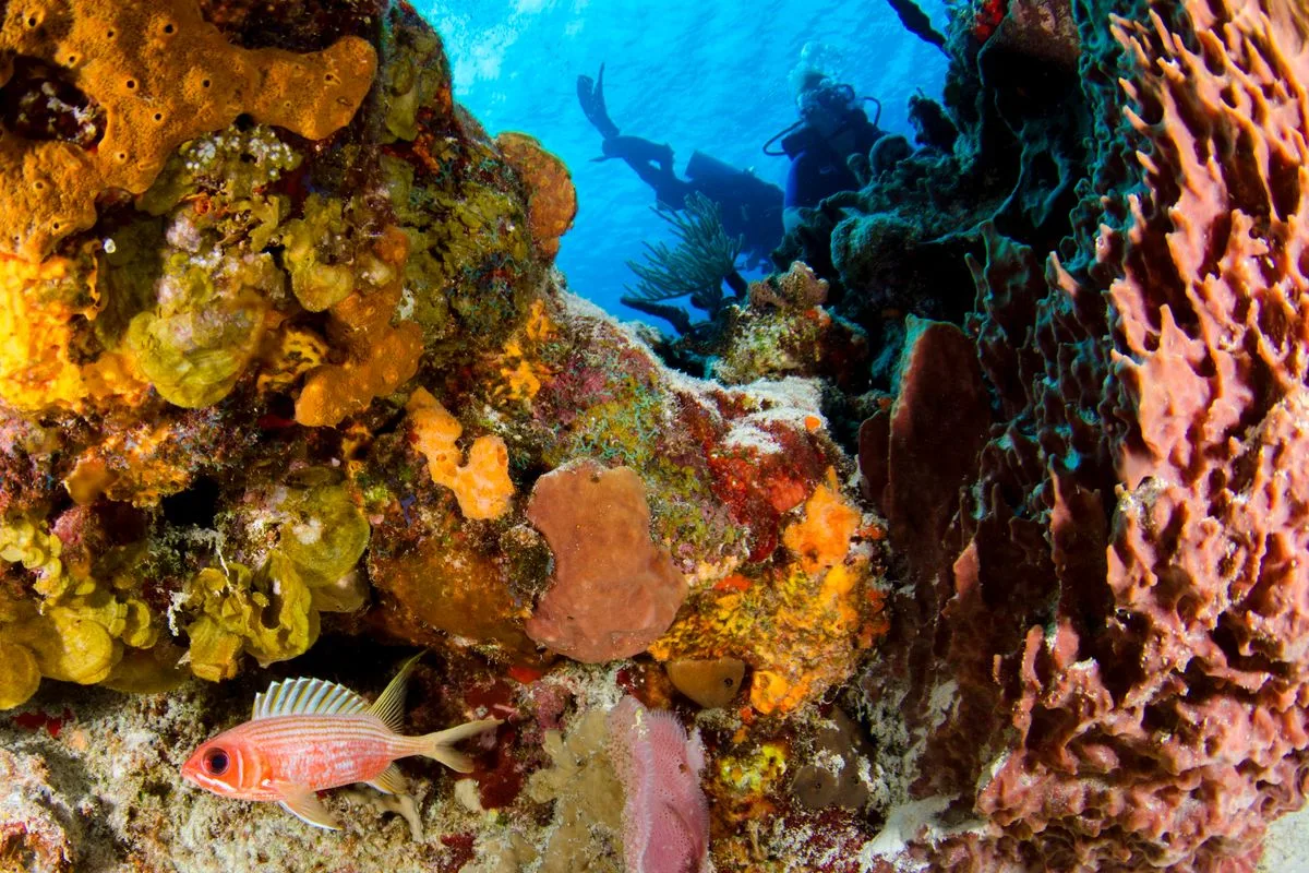 coral dip acclimation — reef coral