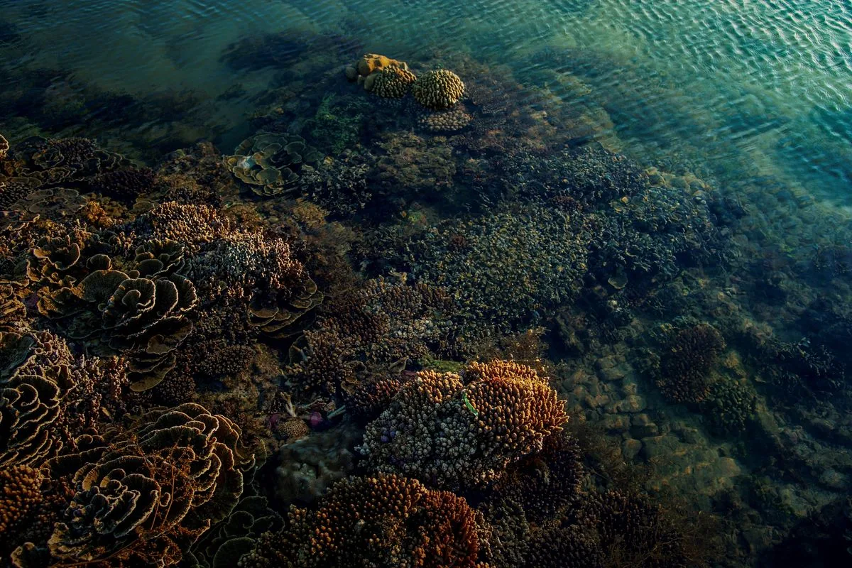 reef tank water flow — coral water flow