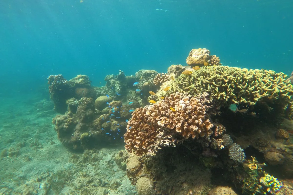 zoanthid care — colorful polyps