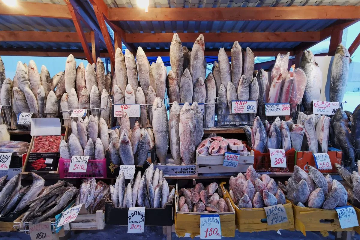 feeding saltwater fish — frozen fish food