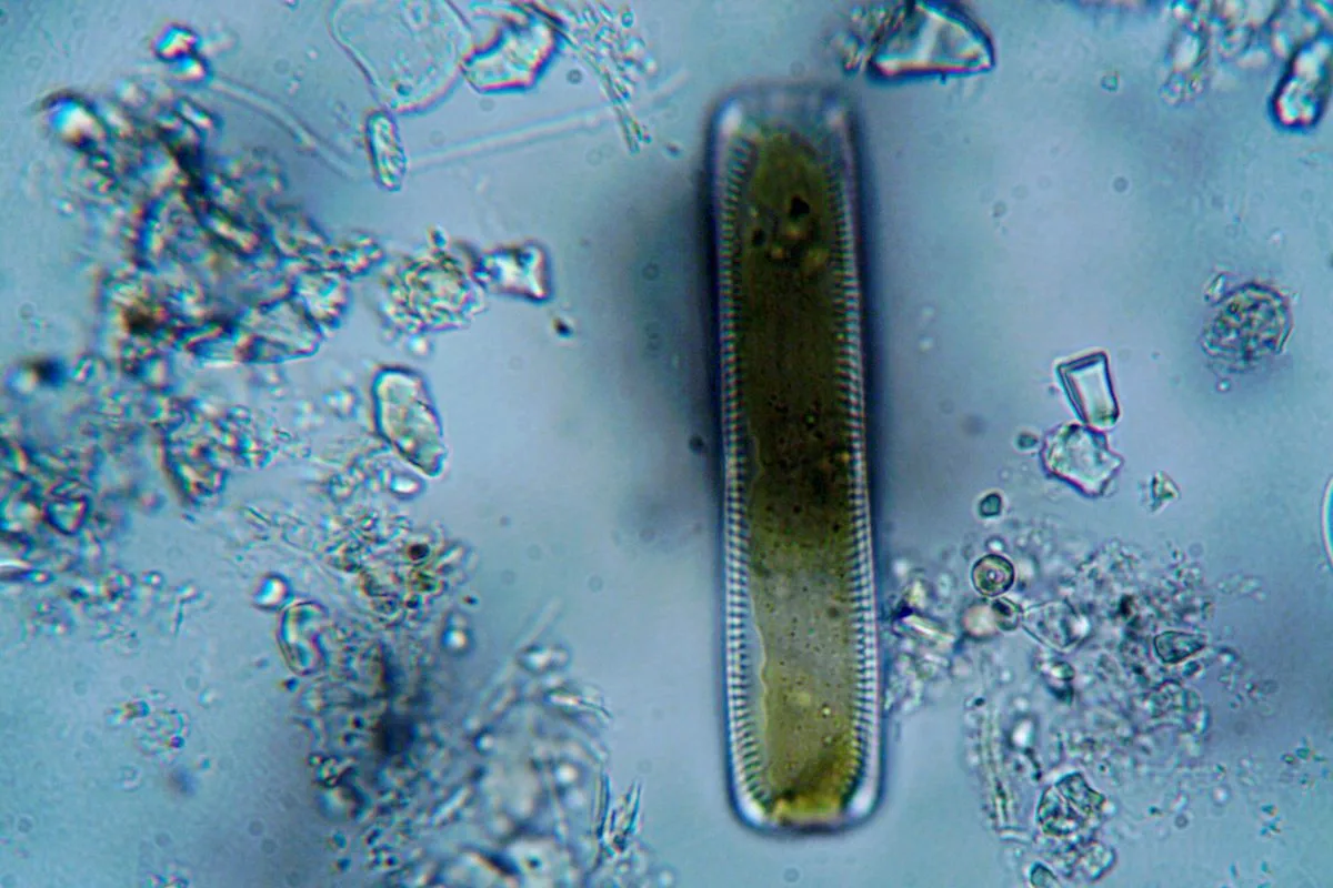new tank ugly stage — diatom