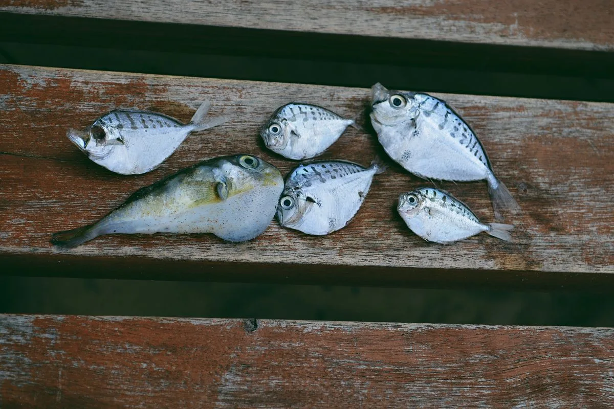 beginner saltwater fish — marine fish