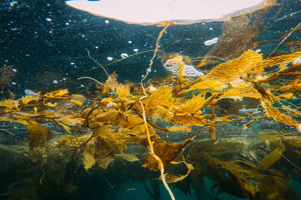 reef nutrient control — aquarium filter media