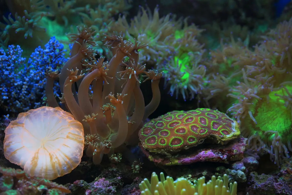 soft lps sps corals — sps coral