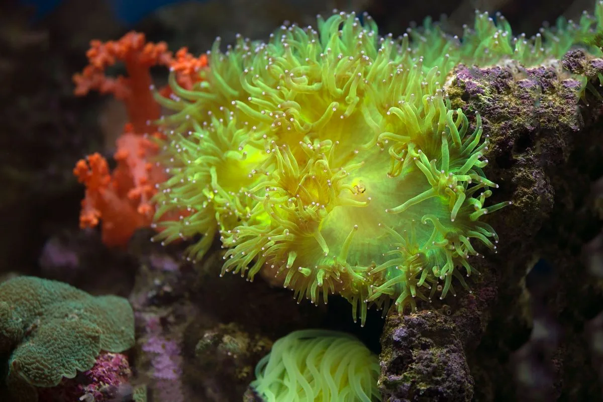coral placement light flow — reef aquarium