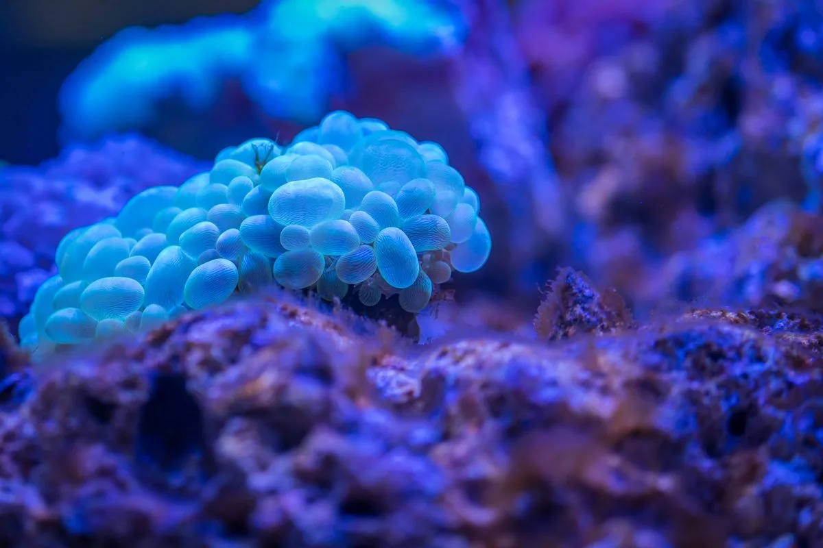 best led reef lights — coral blue light
