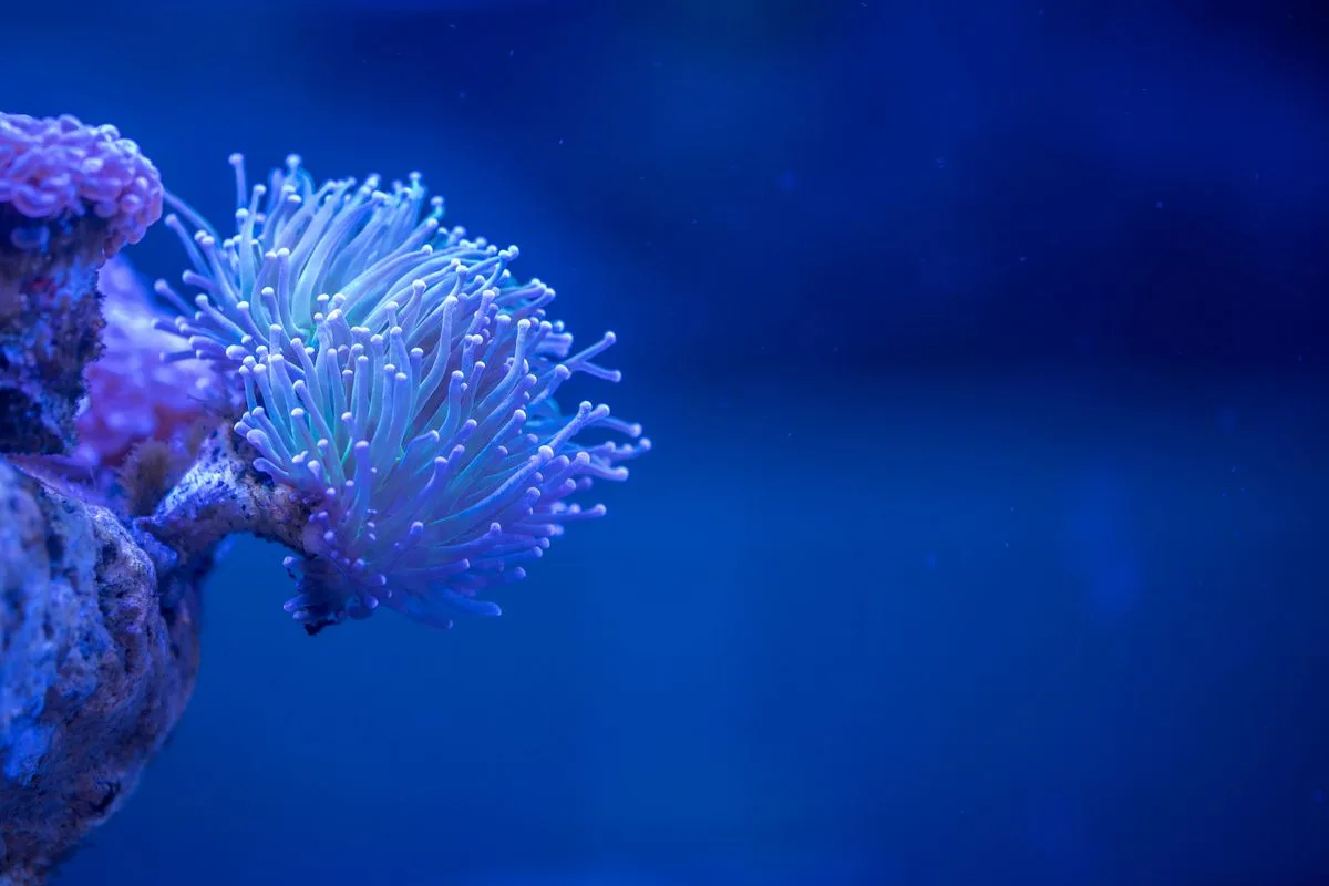 euphyllia coral care — torch coral