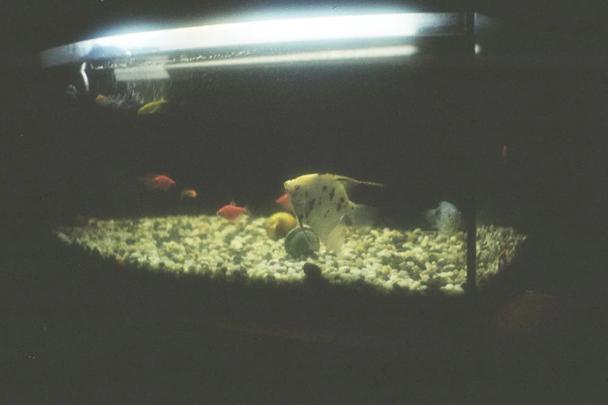 cycle saltwater tank — aquarium water