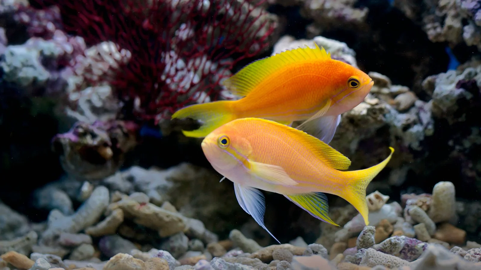 Adding Fish Without Aggression: Stocking Strategy