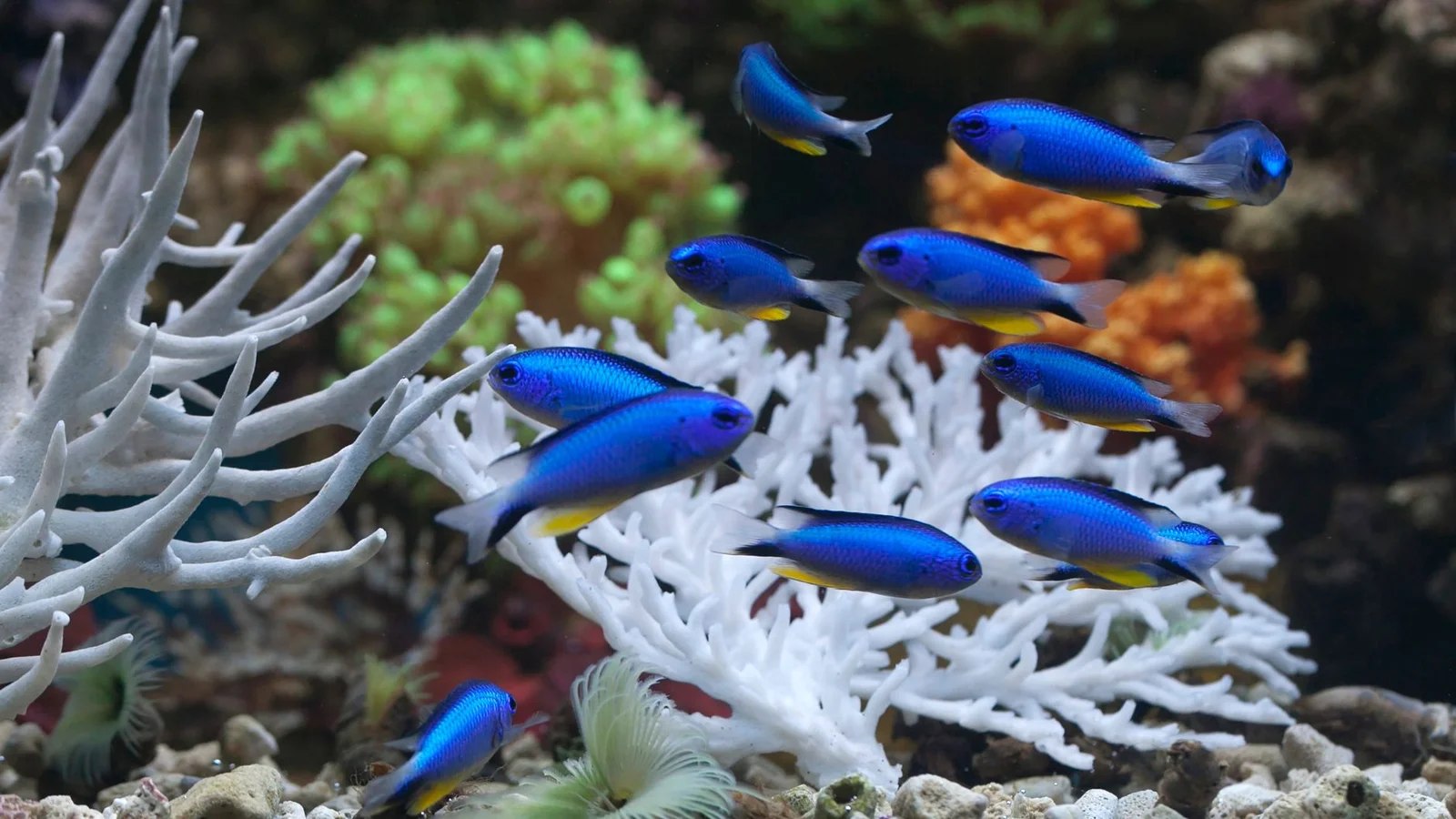 Adding Your First Fish: Stocking Order for a New Reef Tank