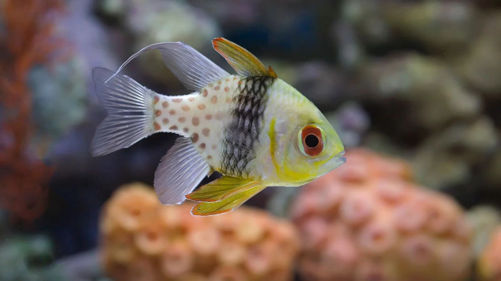 Aiptasia and Majano: Removing Pest Anemones
