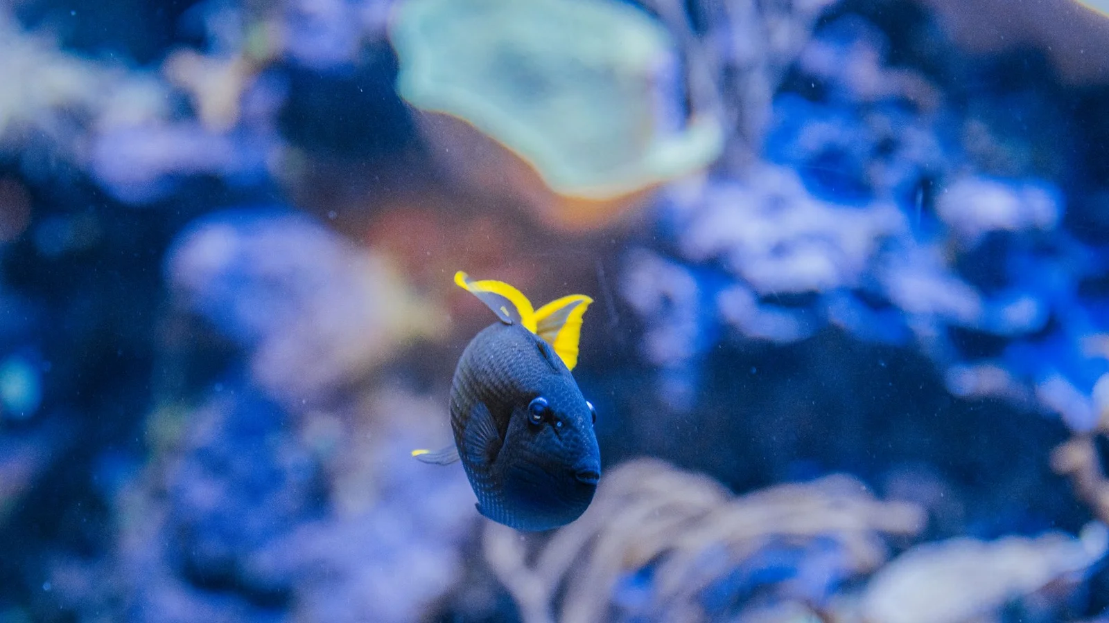 Anemones in Reef Tanks: Are They Right for You?