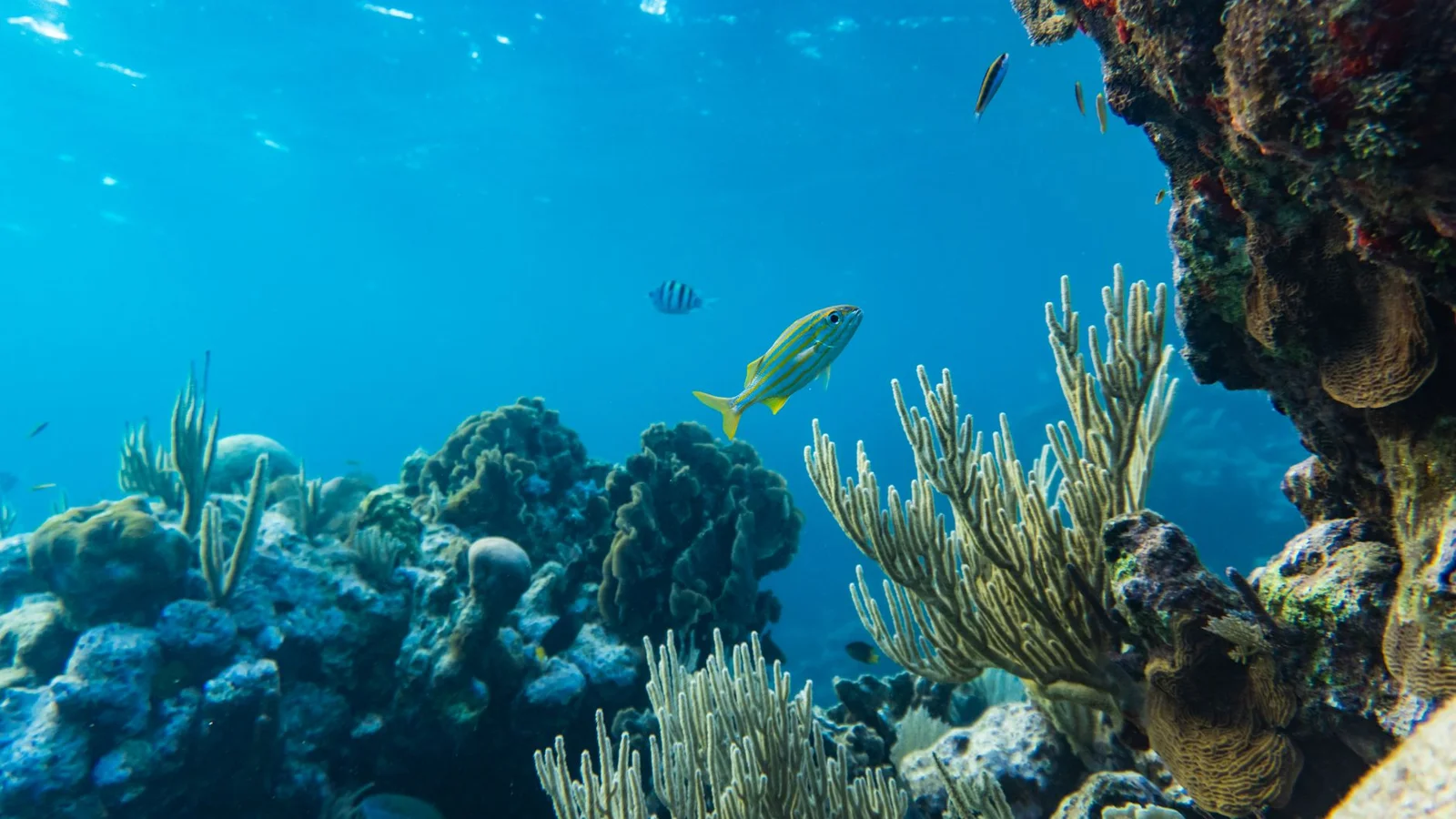 Aquascaping a Reef Tank: Stability, Flow, and Coral Real Estate