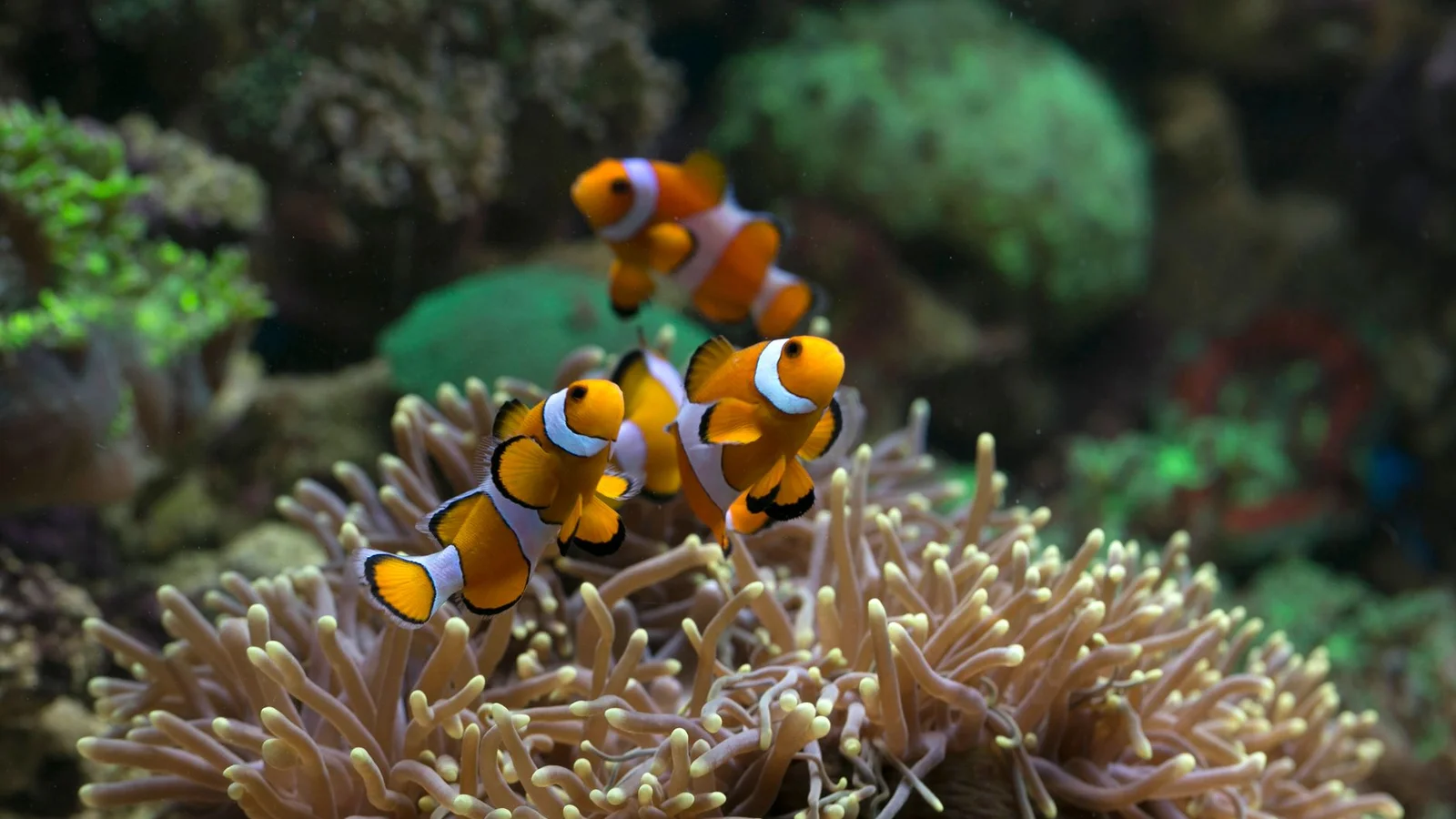 Battling Algae: Hair Algae, Bryopsis, and Cyano
