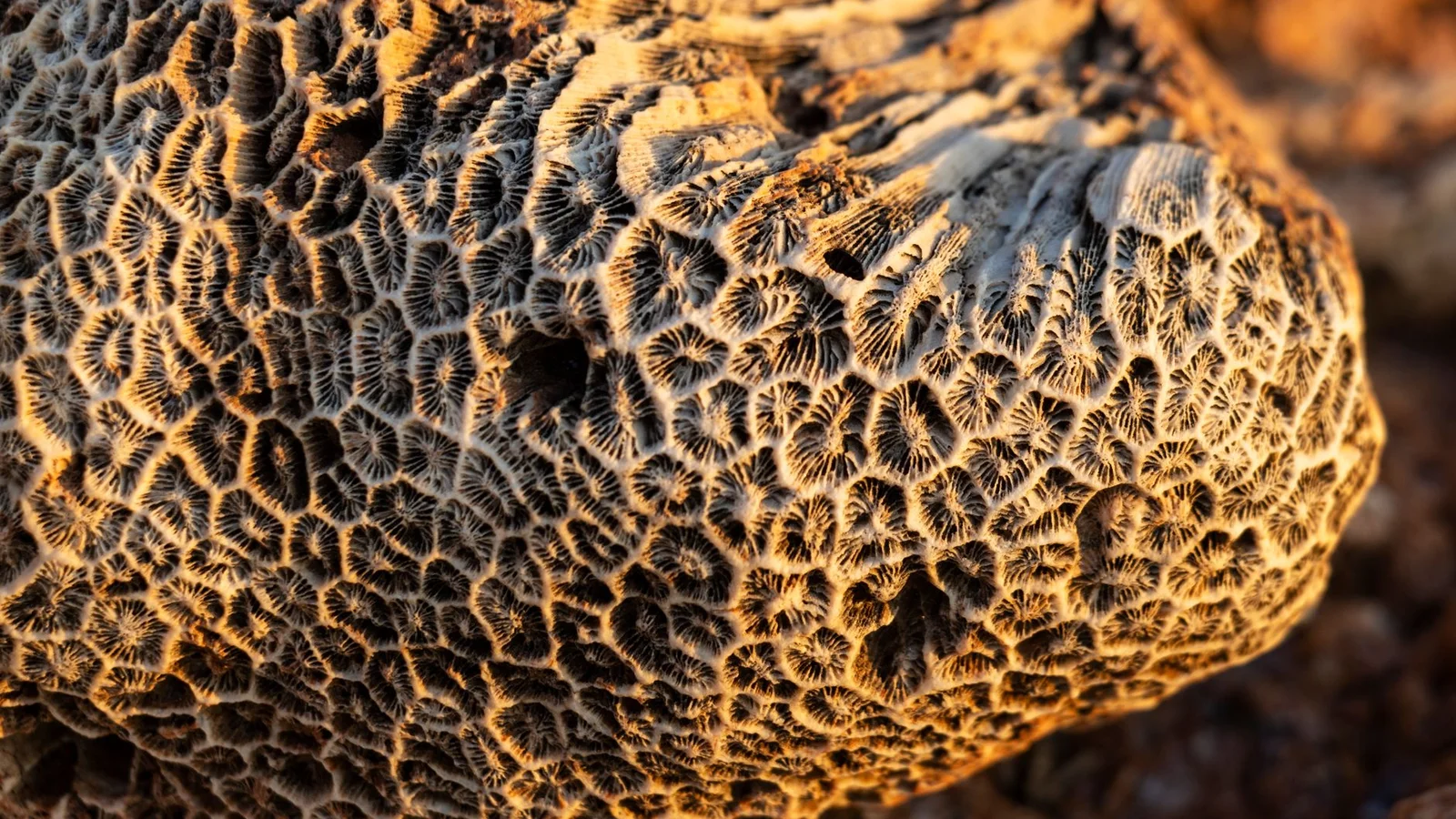 Beginner Corals: The Best First Corals for a New Reef Tank