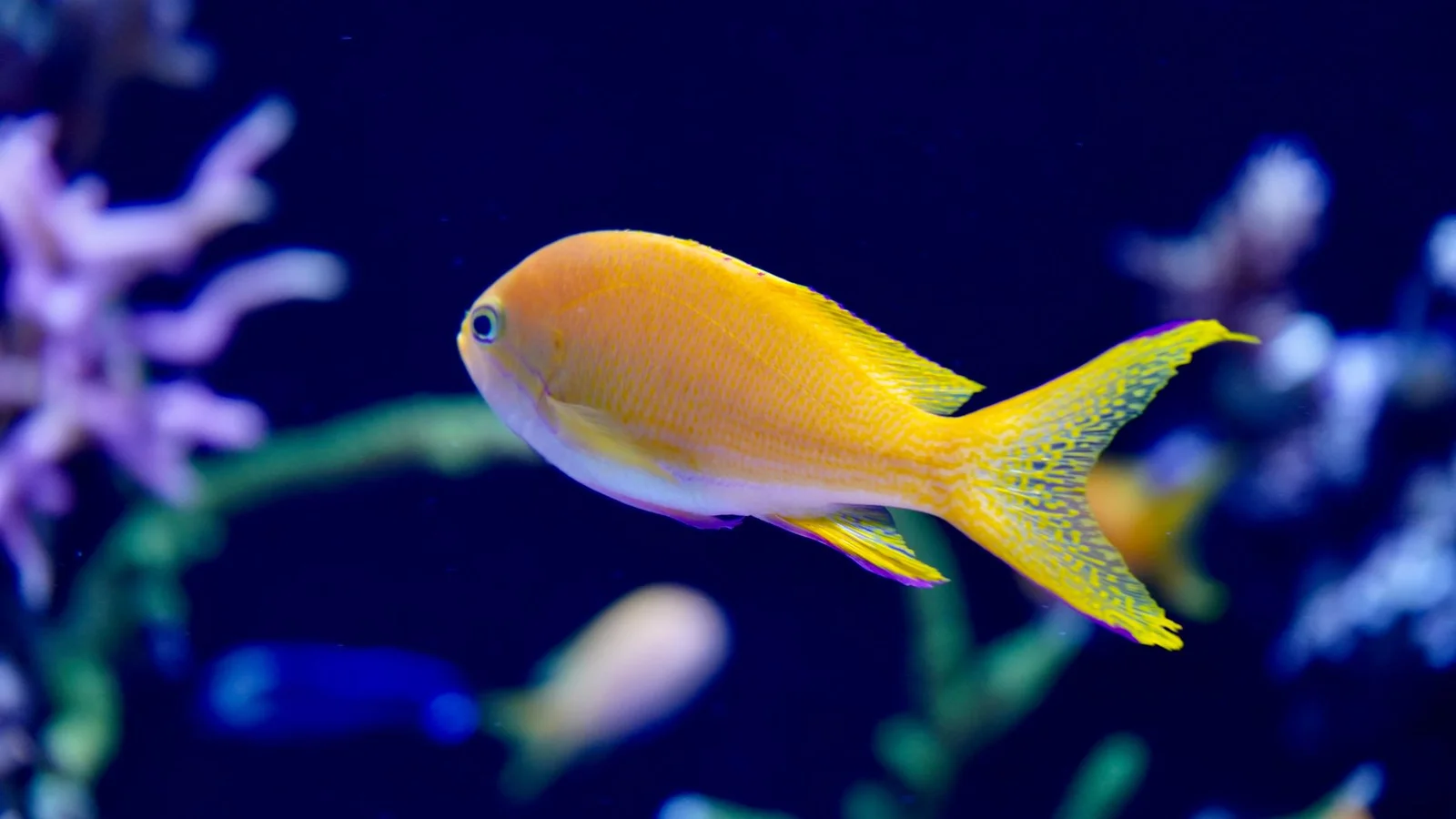 Best Beginner Saltwater Fish for a New Reef Tank