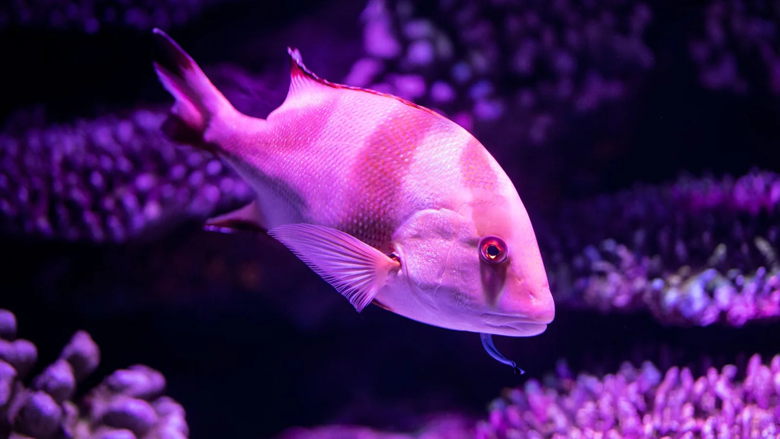 Best LED Reef Lights for Every Budget