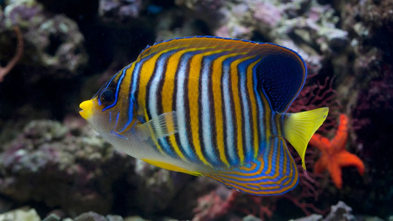 Best Nano Reef Tanks Under 20 Gallons